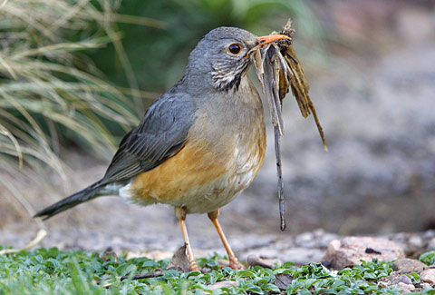 Kurrichane Thrush